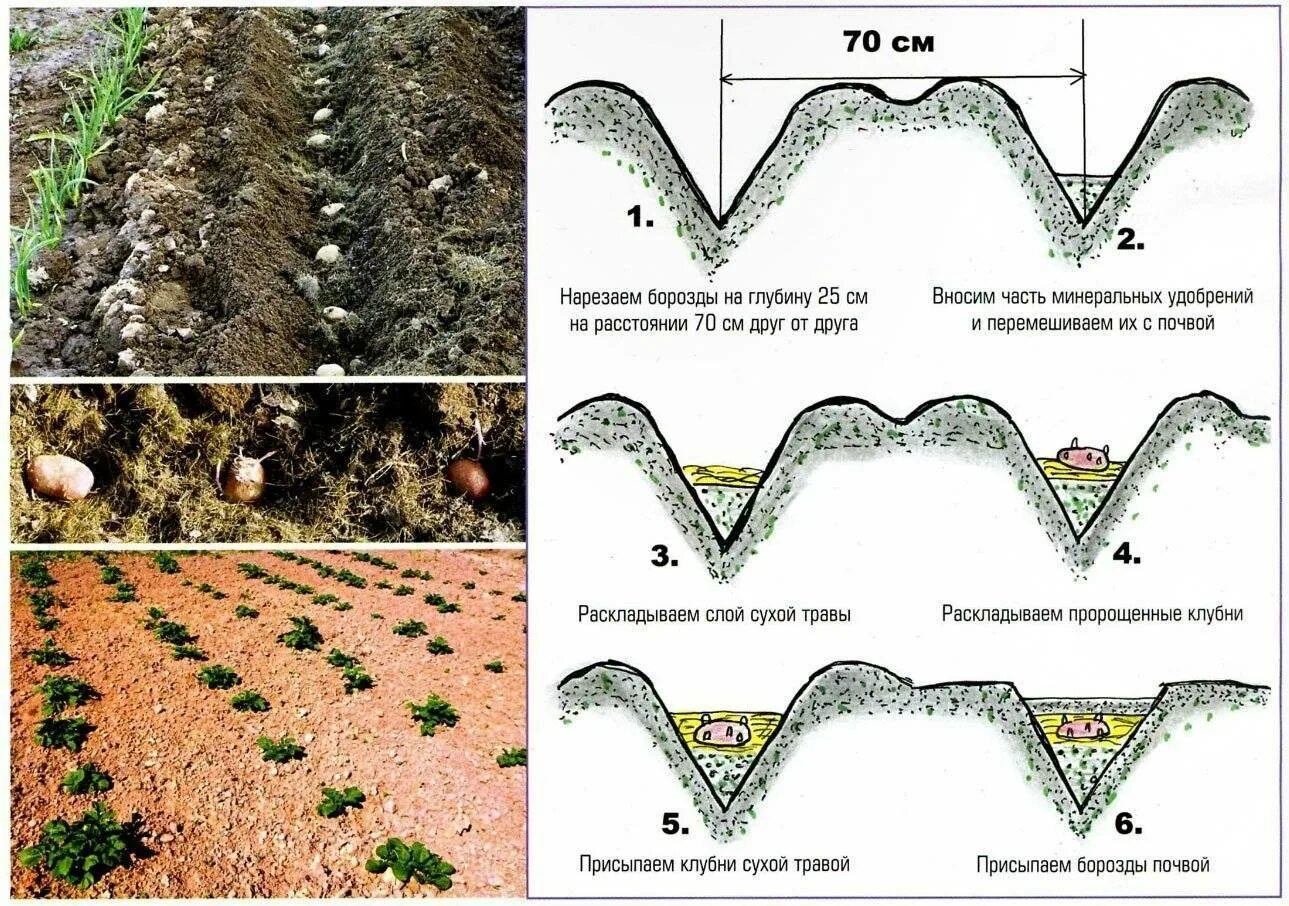 Посадка в черноземье. Схема посадки картошки в открытом грунте. Схема посадки картофеля глубина посадки. Посадка картофеля в грядки схема посадки. Схема и глубина посадки картошки.