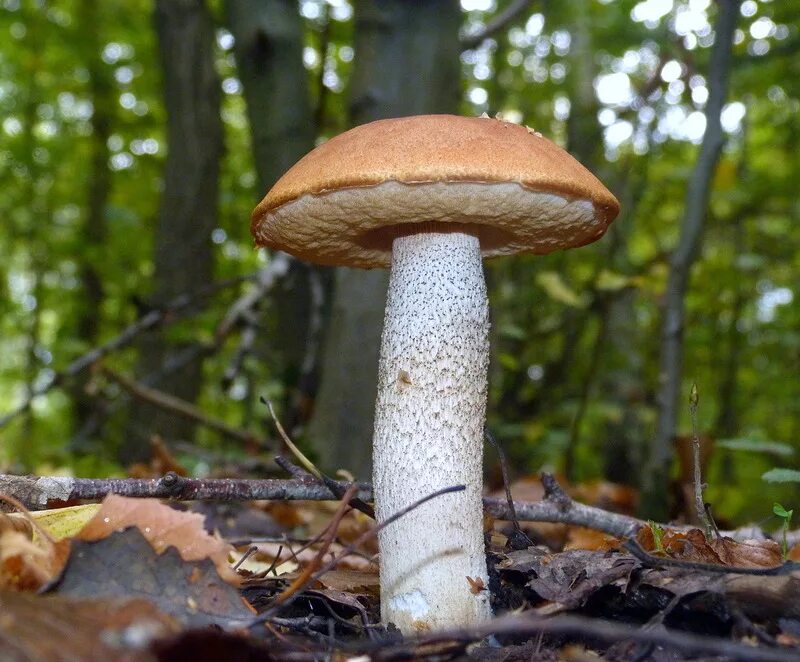 Подосиновик трубчатый гриб. Подосиновик трубчатый. Leccinum manzanitae. Подосиновик светлый. Подосиновик со светлой шляпкой.