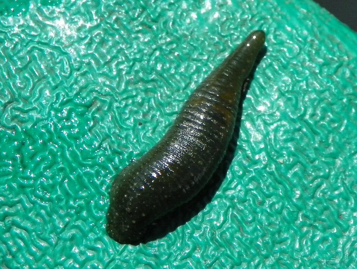 Восточная пиявка hirudo medicinalis orientalis. Малая ложноконская пиявка (herpobdella octoculata). Пиявка плоский червь. Пиявка плоский червь. Пиявка ложноконская пиявка.