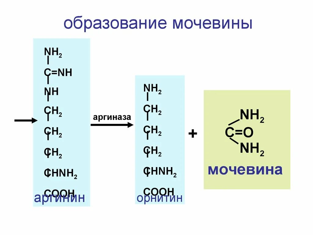 Цикл образования мочевины реакции. Схема образования мочевины. Орнитиновый цикл мочевины. Орнитиновый цикл мочевинообразования биохимия. Реакции образования циклов