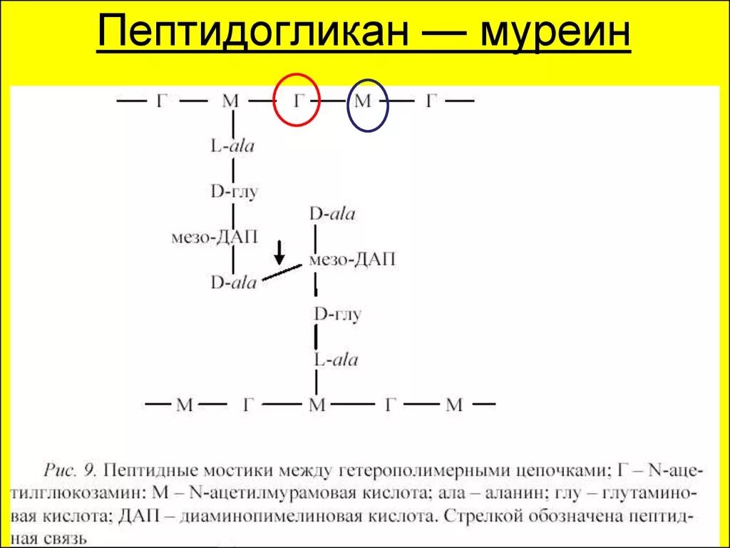 Пептидогликана муреина. Формула и строение муреина. Муреин структура. Пептидогликан муреин структура.