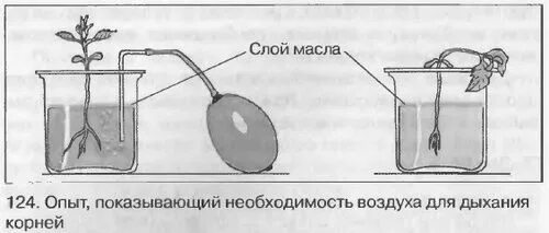 Как доказать что корни дышат кратко. Корневое дыхание растений опыт. Опыт показывающий дыхание растений.