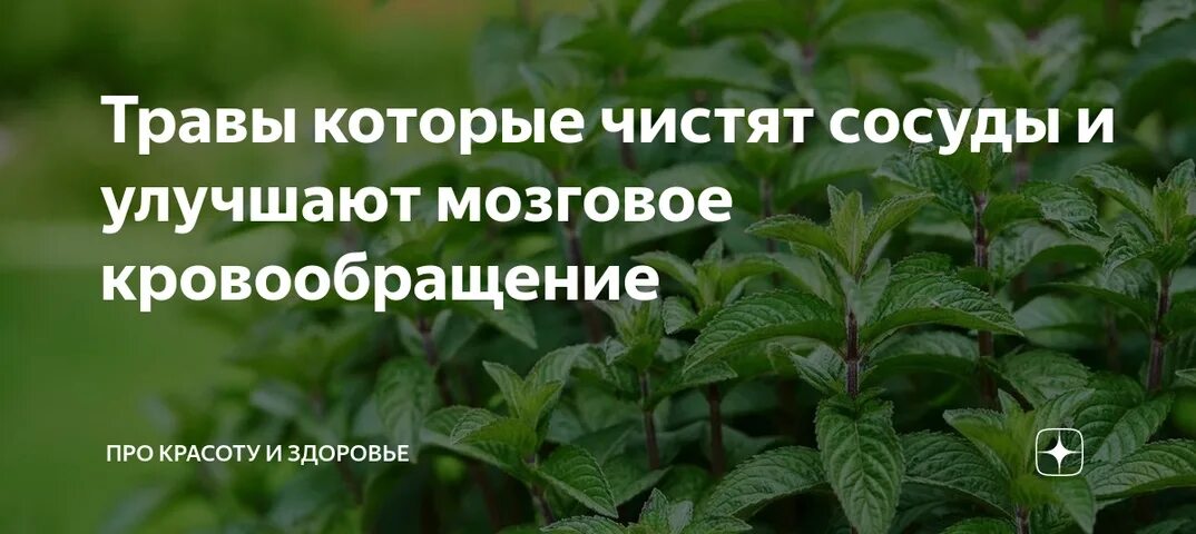 Кровообращение головного мозга травы. Травы которые чистят сосуды. Травы улучшающие кровообращение. Трава для улучшения мозгового кровообращения. Травы которые чистят сосуды и улучшают.