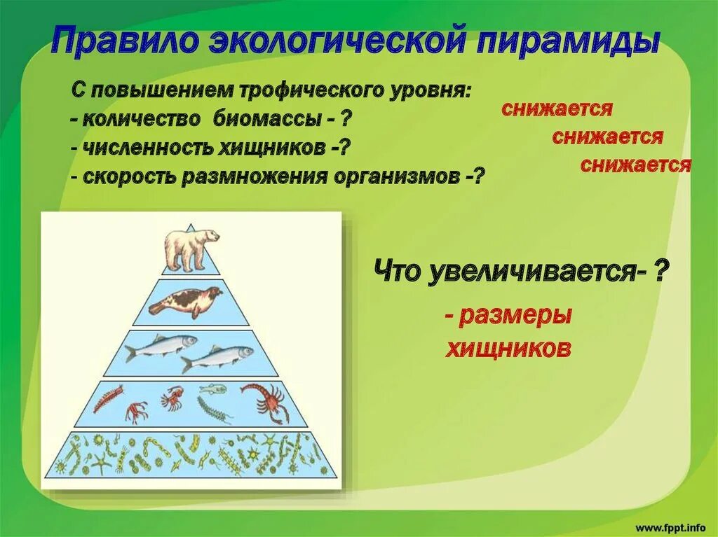 Экологические пирамиды биомасс энергии. Экологическая пирамида биогеоценоза. Пирамида биомассы в экосистеме. Экологическая нуамида. Правило экологической пирамиды.