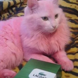 Как называется розовая кошка