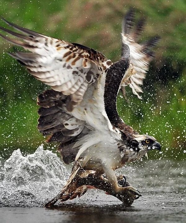 Птица рыболов скопа. Хищная птица рыболов скопа. Рыболов скопа фото птица. ). Птица рыболов скопа.