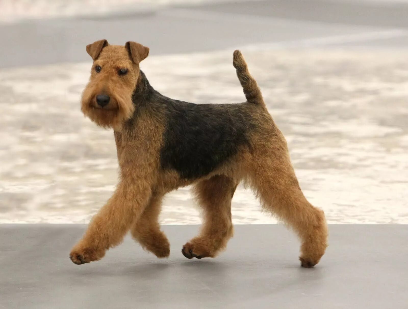 Ваша собака. Эрдельтерьер (Airedale Terrier) - король терьеров. Мытье и стрижка 