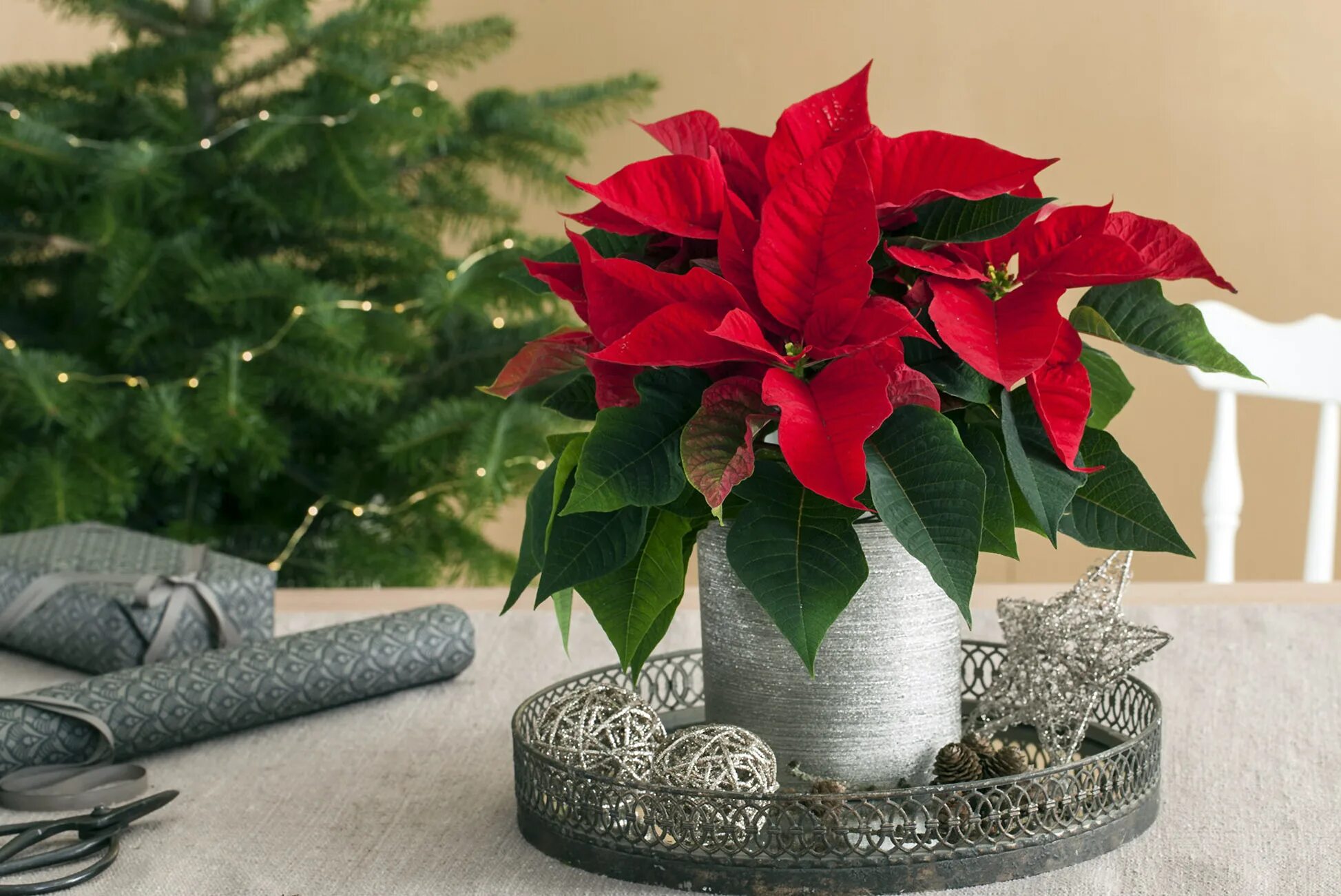 Пуансеттия красная рождественская звезда. Цветок пуатенсия красная. Пуансеттия цветок d12. Цветок пуансеттия красная. Красный цветок новогодний в горшке.