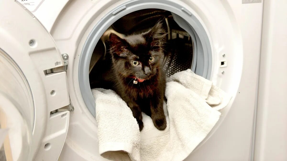 Кот в стиральной машинке. Котенок в стиральной машине. Кошку постирали в стиральной машине. Постирал кота в стиралке. Cat washing