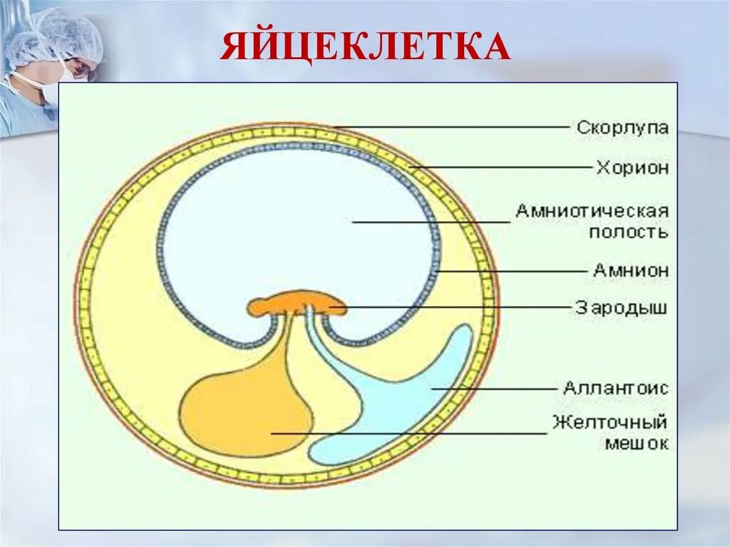 Зародышевая оболочка амнион. Строение яйца птицы амнион. Строение зародыша хорион амнион. Строение эмбриона аллантоис хорион.