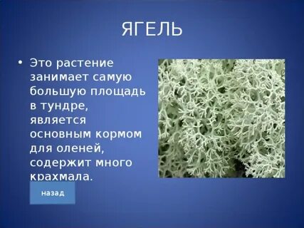Растения тундры 4 класс доклад