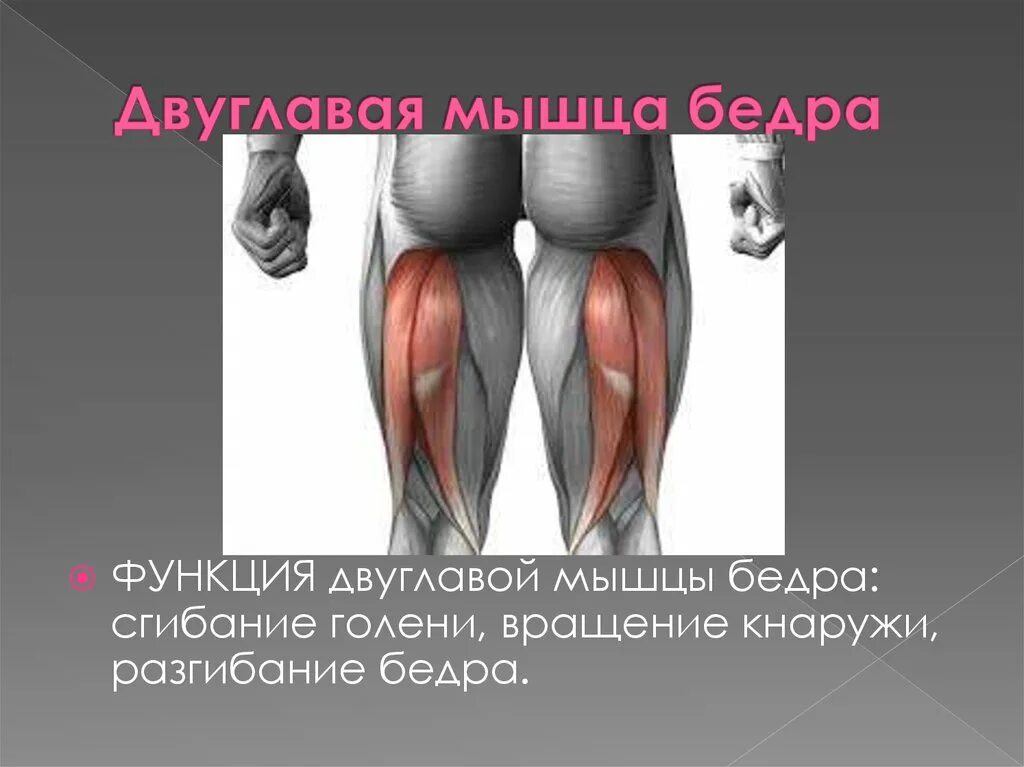 медиальная группа мышц бедра. двуглавая мышца бедра начало и прикрепление функции. передняя группа мышц бедра строение. мышцы задней поверхности бедра анатомия. Biceps femoris.