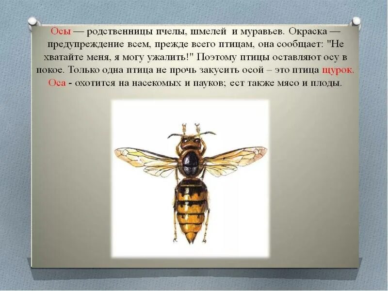 Атлас определитель осы пчелы Шмель. Доклад про осу. Оса описание. Оса факты для детей.