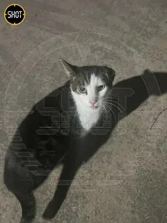 Сначала выпали