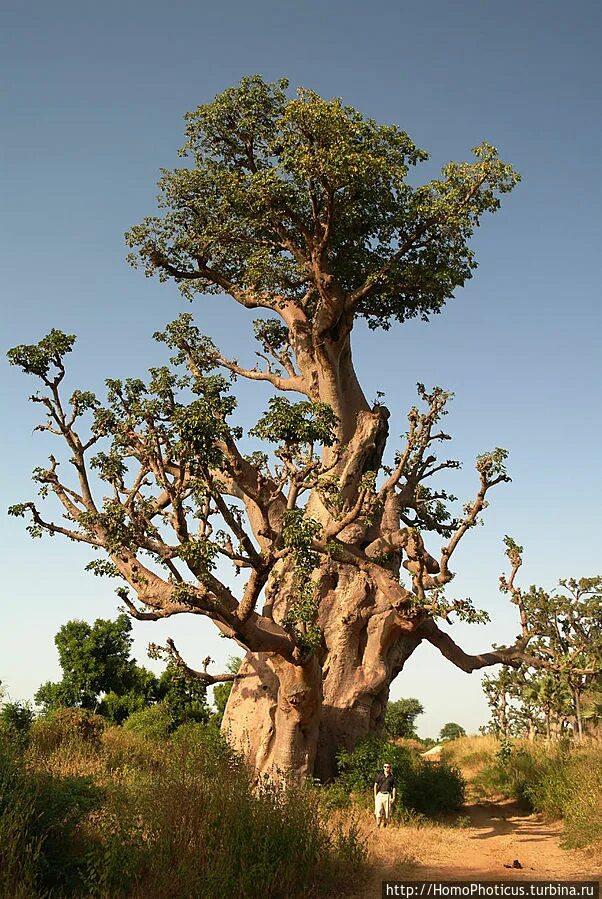 Глупые деревья. Баобаб в Сенегале. Баобаб Африканский Ботаническая. Баобаб в Ботаническом саду. Баобабы Дакар.