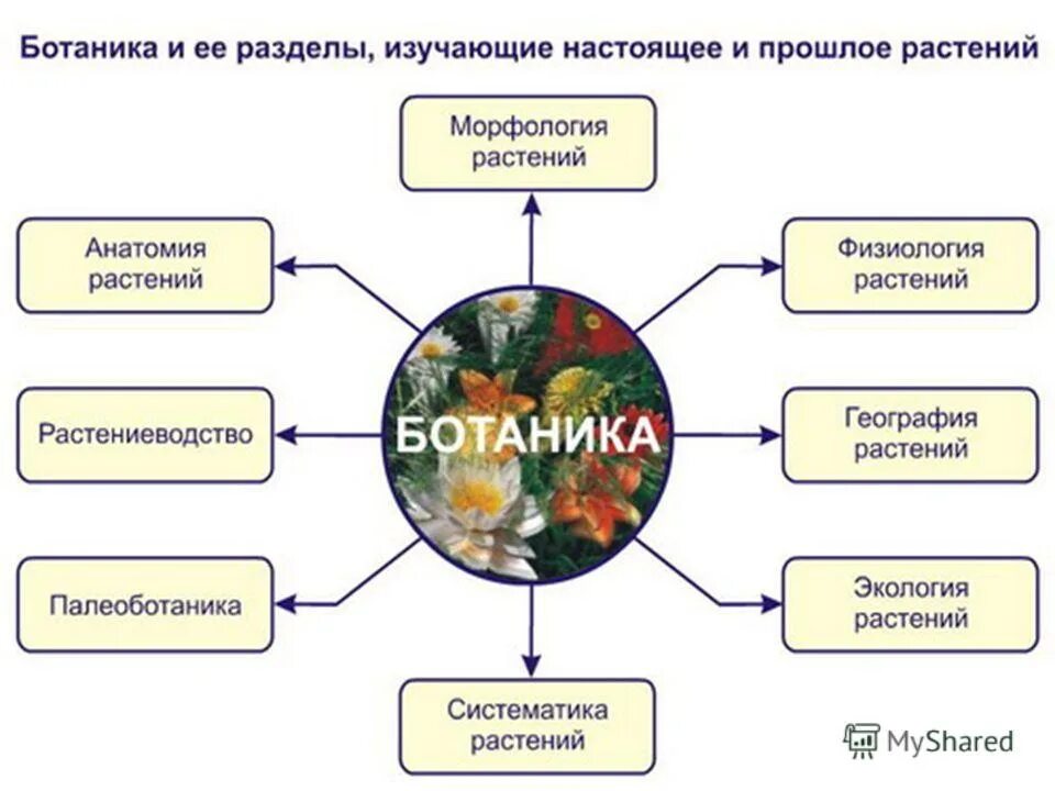 Биологические науки 6 класс. Ботаника наука о растениях разделы ботаники. Раздел биологии изучающий растения. Ботаника наука о растениях схема. Ботаника как биологическая наука разделы ботаники.