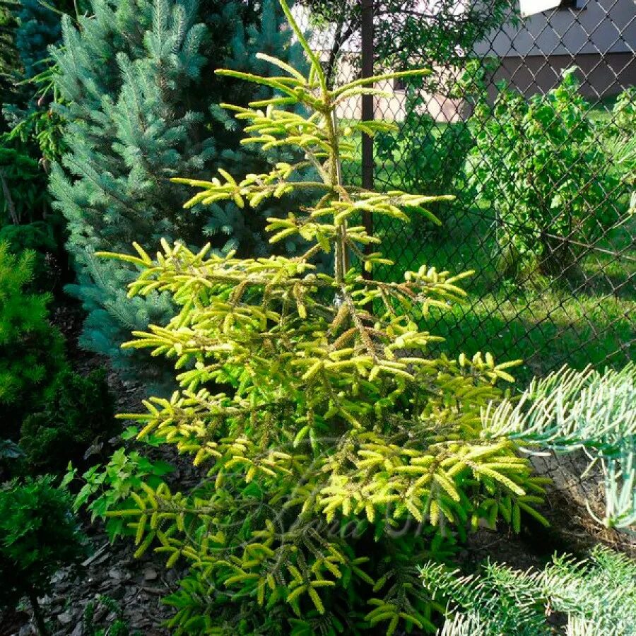 Ель Восточная Ауреоспиката. Ель Восточная (Picea orientalis). Ель Ауреа спиката. Ель Ориенталис Ауреоспиката.