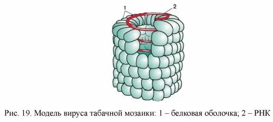 Особенности вируса табачной мозаики фото - Arhids.ru