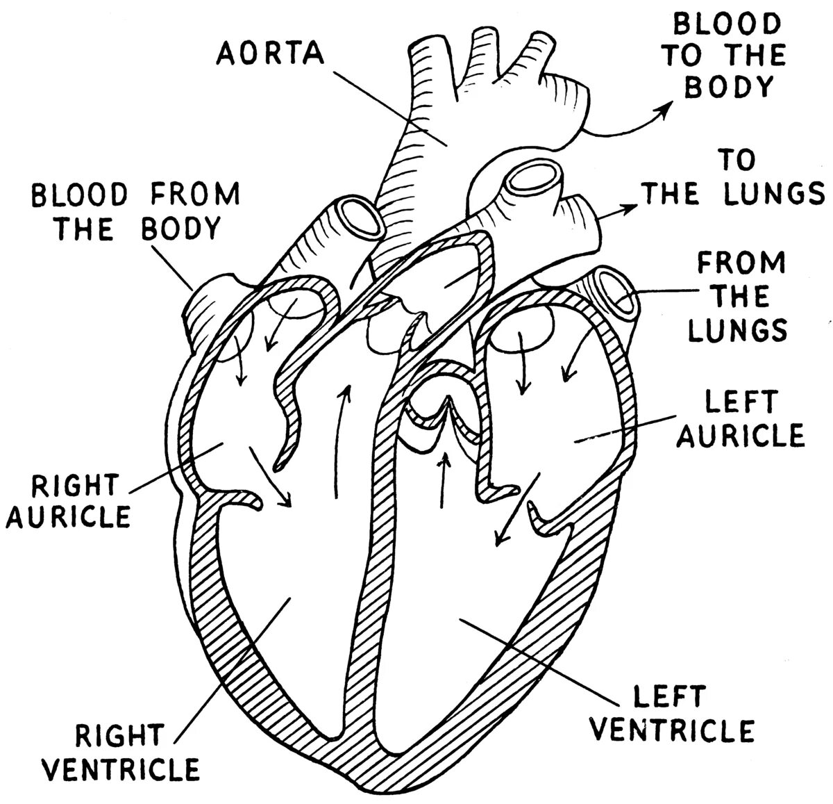 Какая структура сердца человека изображена на рисунке. Строение сердца человека схема. Сердце схема строения анатомия. Строение человеческого сердца схема. Строение сердца человека анатомия рисунок.