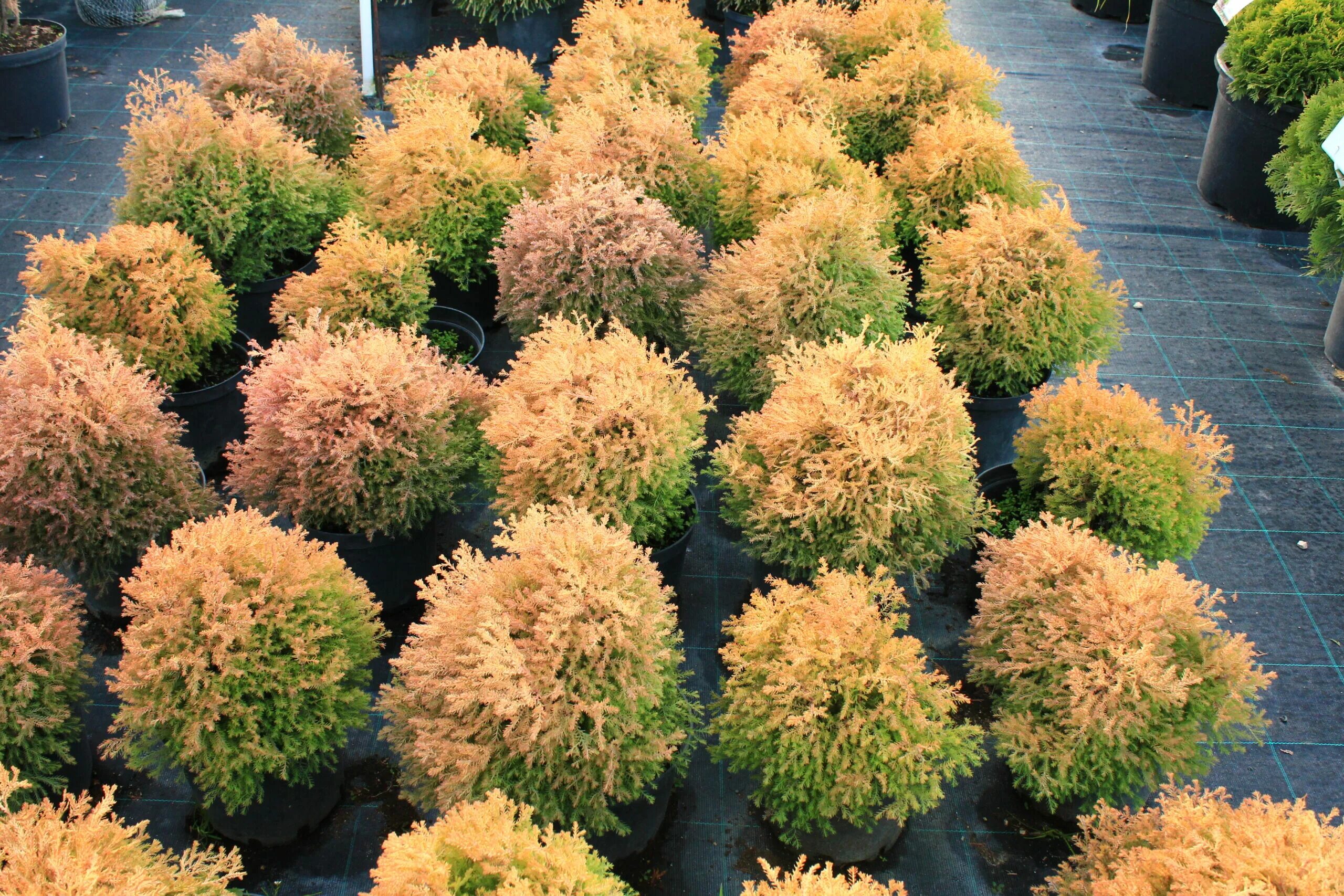 Туя меняет цвет. Туя Golden Tuffet. Туя Западная Golden Tuffet. Туя Западная Файер Чиф. Туя Голден Смарагд.