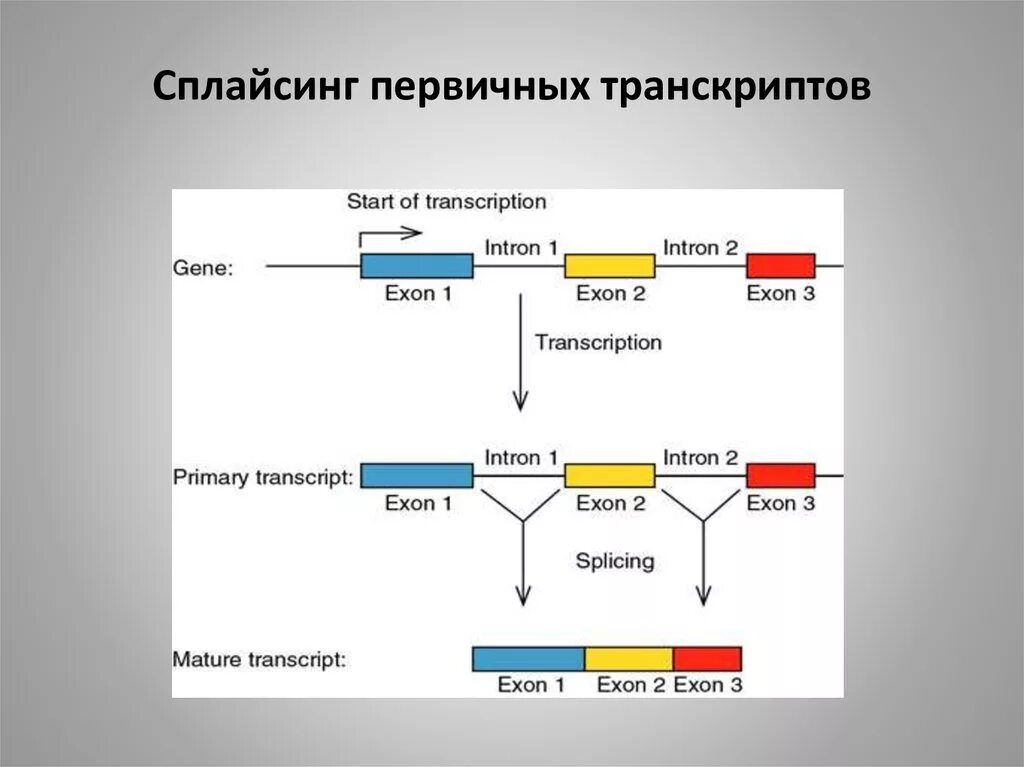 Транскрипция генетической информации. Сплайсинг ирнк. сплайсинг у эукариот. сплайсинг рнк транскрипция. альтернативный сплайсинг первичных транскриптов мрнк.