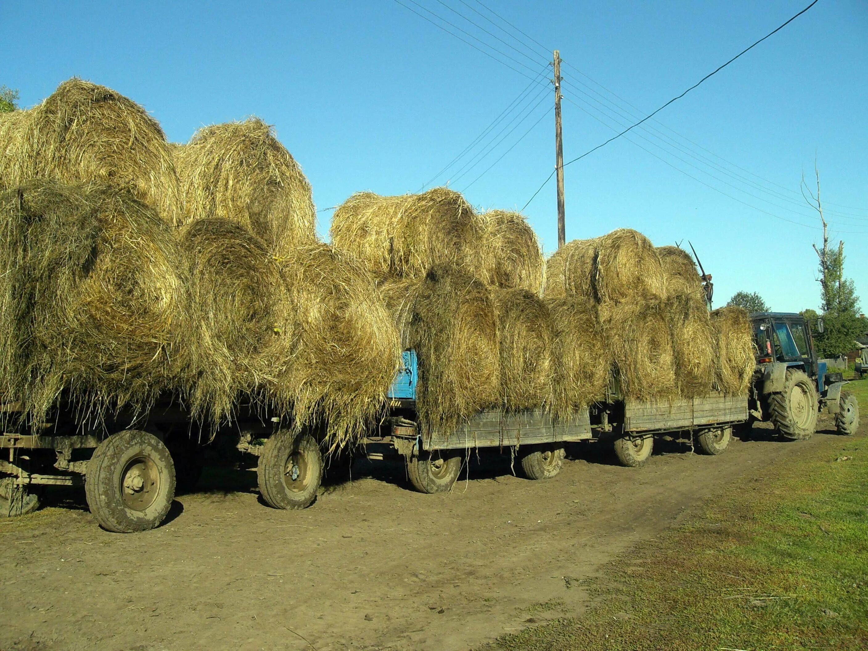 Погрузка сена. МТЗ 82 тюки соломы. МТЗ 82 тюки сена. МТЗ 80 везет тюки. Трактор МТЗ 80 возка соломы.