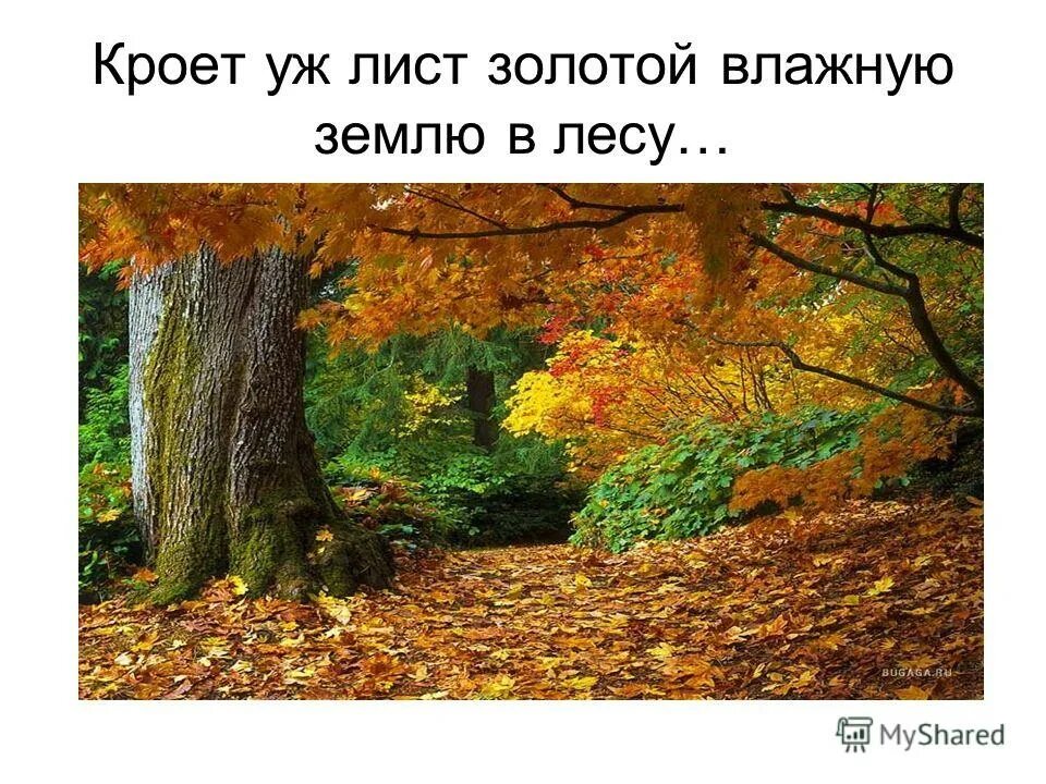 кроет уж лист золотой размер. ситниковский заказник. стихотворение майкова осень. уж лист золотой влажную землю. кроет уж лист золотой стих.