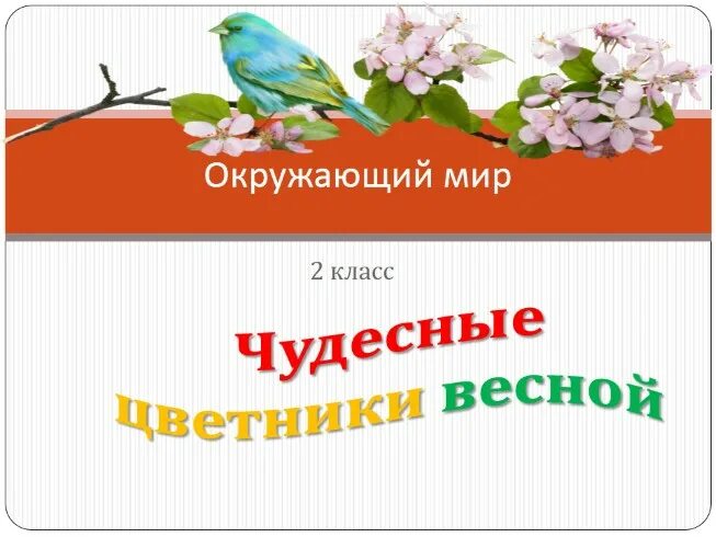 Весенние цветы для презентации. Презентация чудесные цветники весной 2 класс перспектива. Растения весенних цветников названия. Проект клумба 1 класс математика. Весенние цветники 2 класс окружающий мир.