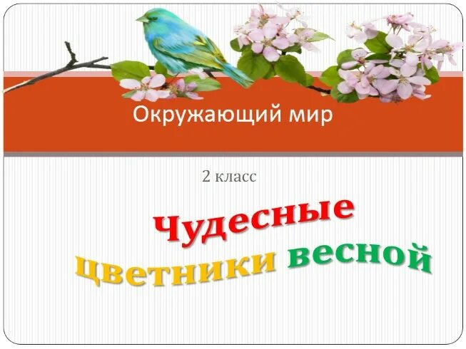 Окружающий мир чудесные цветники весной. Окружающий мир чудесные цветники 2 класс. Чудесные цветники весной 2 класс окружающий мир. Чудесные цветники весной 2 класс