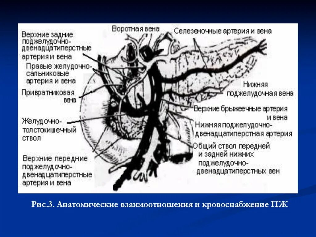 Поджелудочно 12 перстная артерия. Нижняя желудочно-двенадцатиперстная артерия. Нижняя поджелудочная артерия. Задняя нижняя поджелудочно двенадцатиперстная артерия. Правая желудочная вена