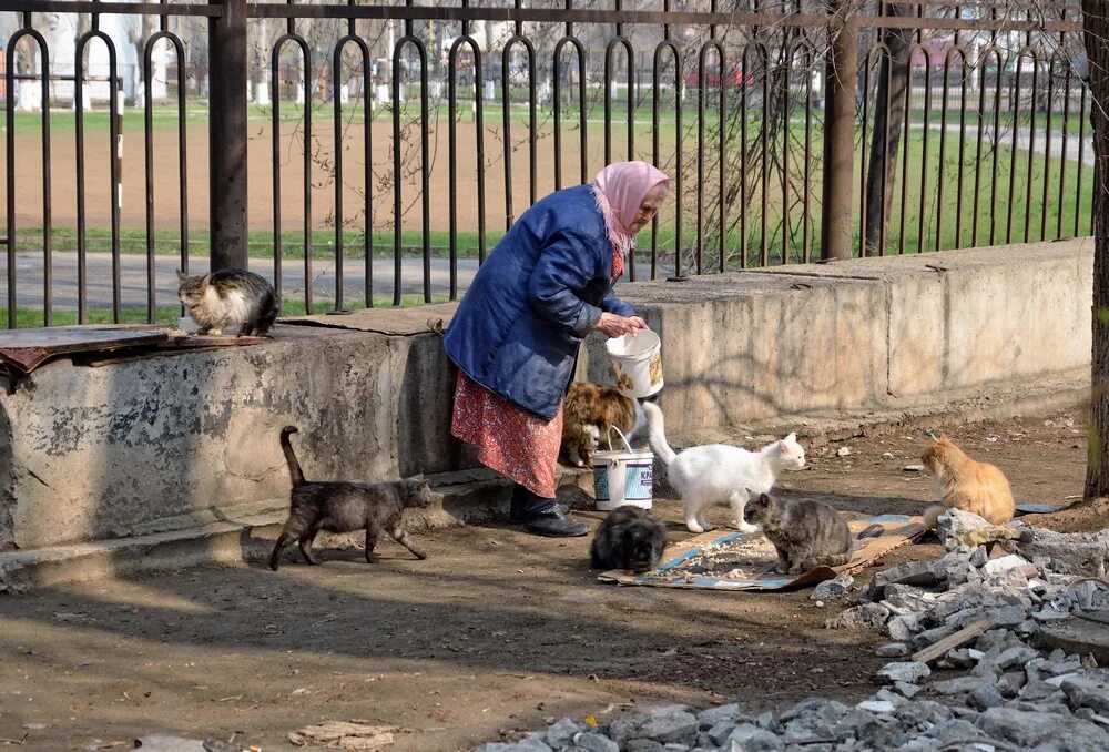 Женщина кормит кошек. Бабушка с кошками на улице. Старушка кормит кошек. Бабушка кормит бездомных кошек.