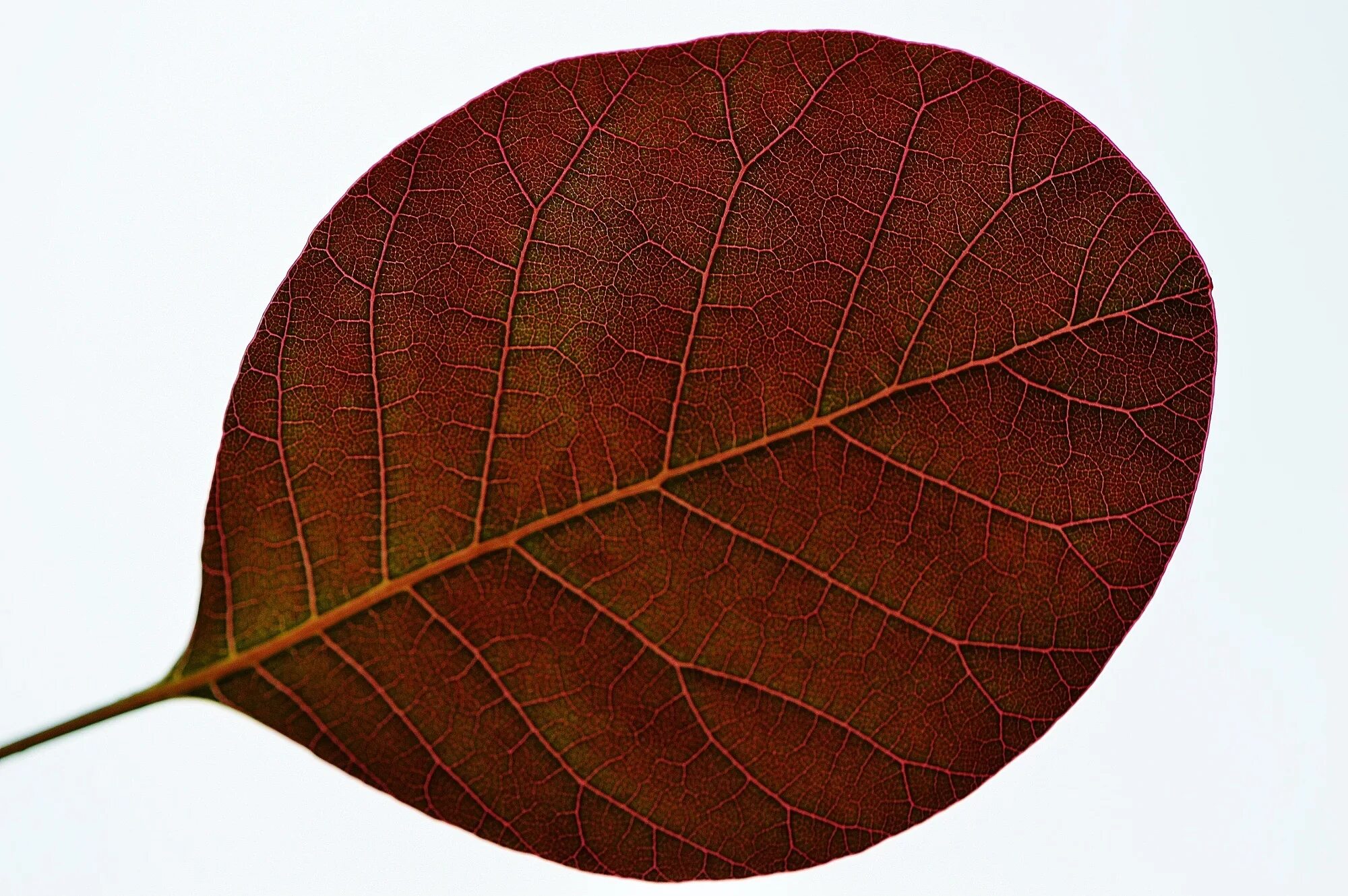 Одиночные округлые. Коричневые листья. Листья деревьев. Коричневый листочек. Дерево с коричневыми листьями.