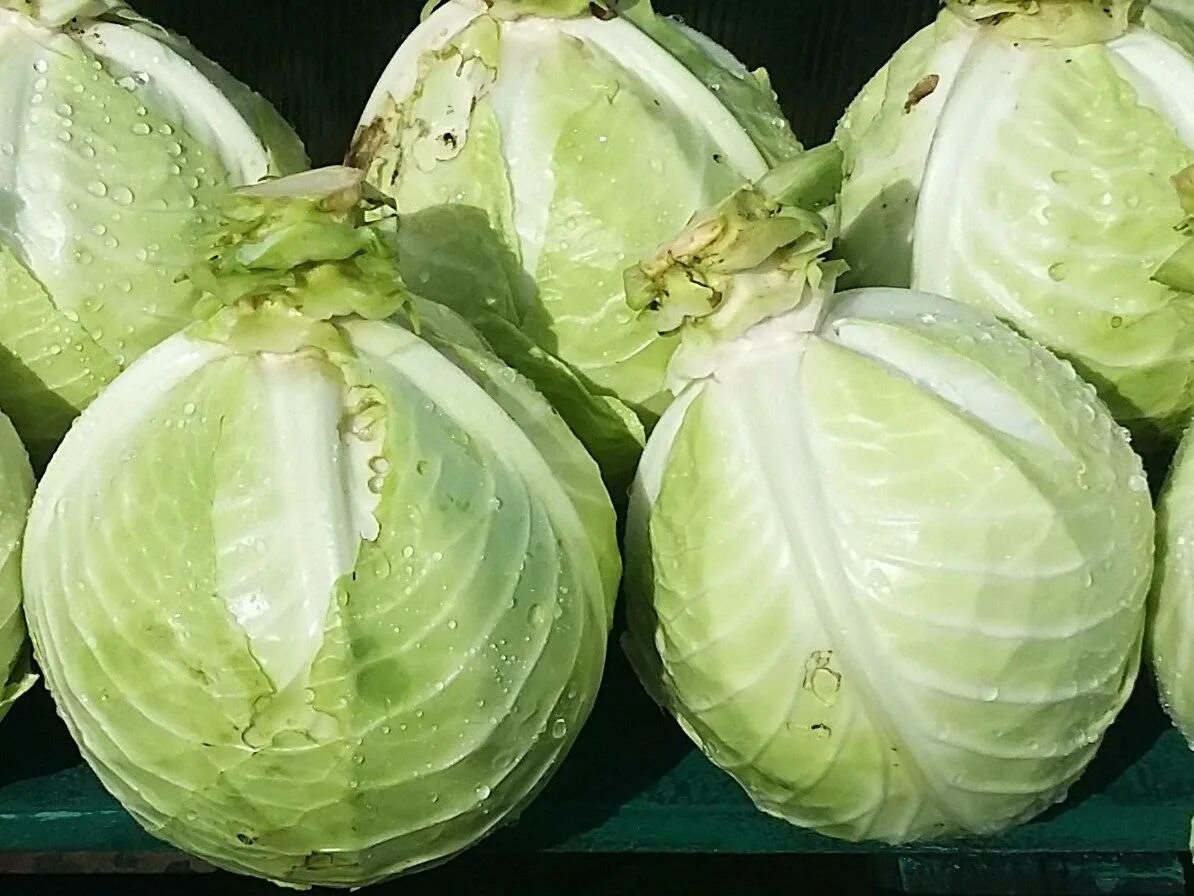 Капуста в бочке. Хранение цветной капусты в морозильной камере. Капуста в пищевой пленке. Как хранить капусту в холодильнике. Капуста в ящике.