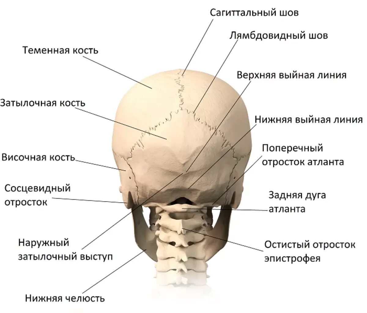 Кости черепа затылок