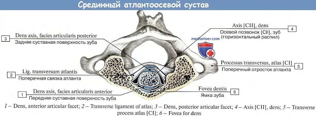 Поперечная связка Атланта анатомия. Суставные поверхности атланто осевого сустава. Суставная поверхность поперечной связки Атланта. Срединный Атлант осевой сустав. Между черепом и позвоночником