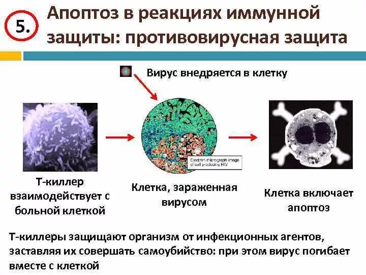 Апоптоз клетки. Апоптоз и его роль в иммунном процессе. Роль апоптоза в иммунных процессах. Апоптоз опухолевых клеток. Апоптоз клеток это