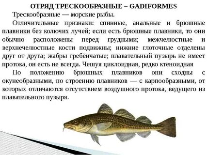 Характерные особенности рыб