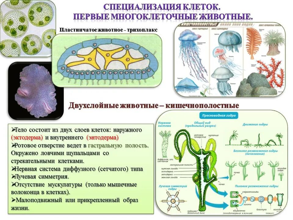 Первые многоклеточные. Клетка многоклеточных животных. Двухслойные многоклеточные животные. Специализированные клетки многоклеточных. Передвижение многоклеточных