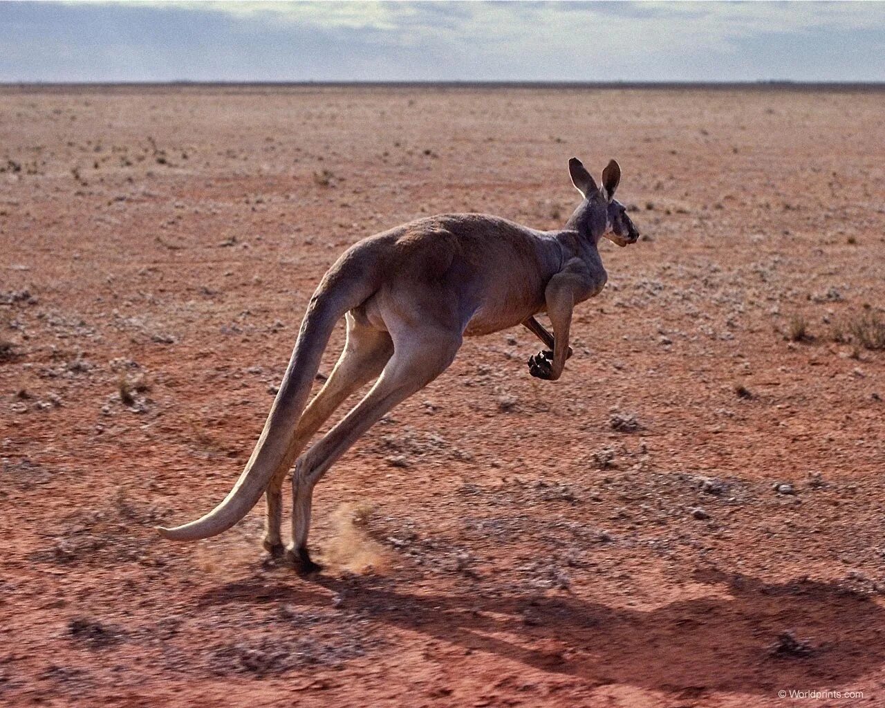 Исполинский кенгуру. Кенгуру в Австралии. Животные пустыни Австралии кенгуру. Гигантский кенгуру кенгуровые.