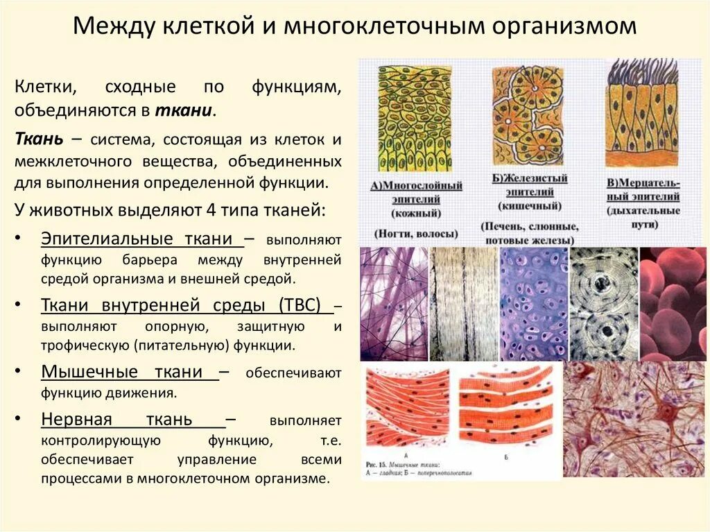 Каковы основные особенности ткани у животных. Каковы основные особенности ткани у животных