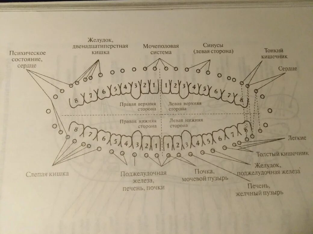 Связь зубов с органами. Зубы и органы взаимосвязь. Проекция органов на зубы. Соответствие зубов внутренним органам. Взаимосвязь зубов и внутренних органов.