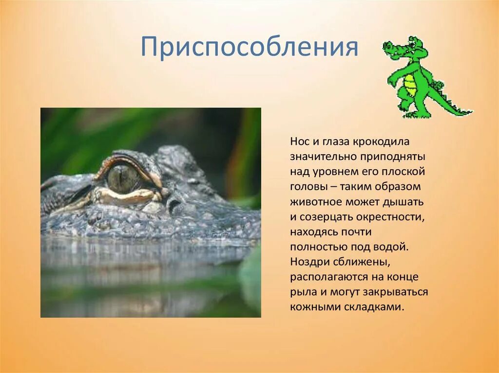 Приспособления пресмыкающихся. Крокодил приспособление к среде обитания. Крокодил приспособленность к среде. Приспособление крокодила к жизни в воде.