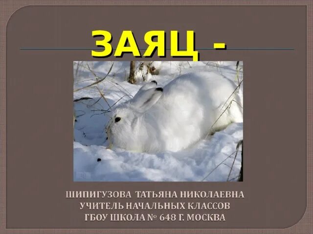 Рассмотрите рисунок на котором изображен заяц беляк. Рассмотрите рисунок на котором изображен заяц беляк