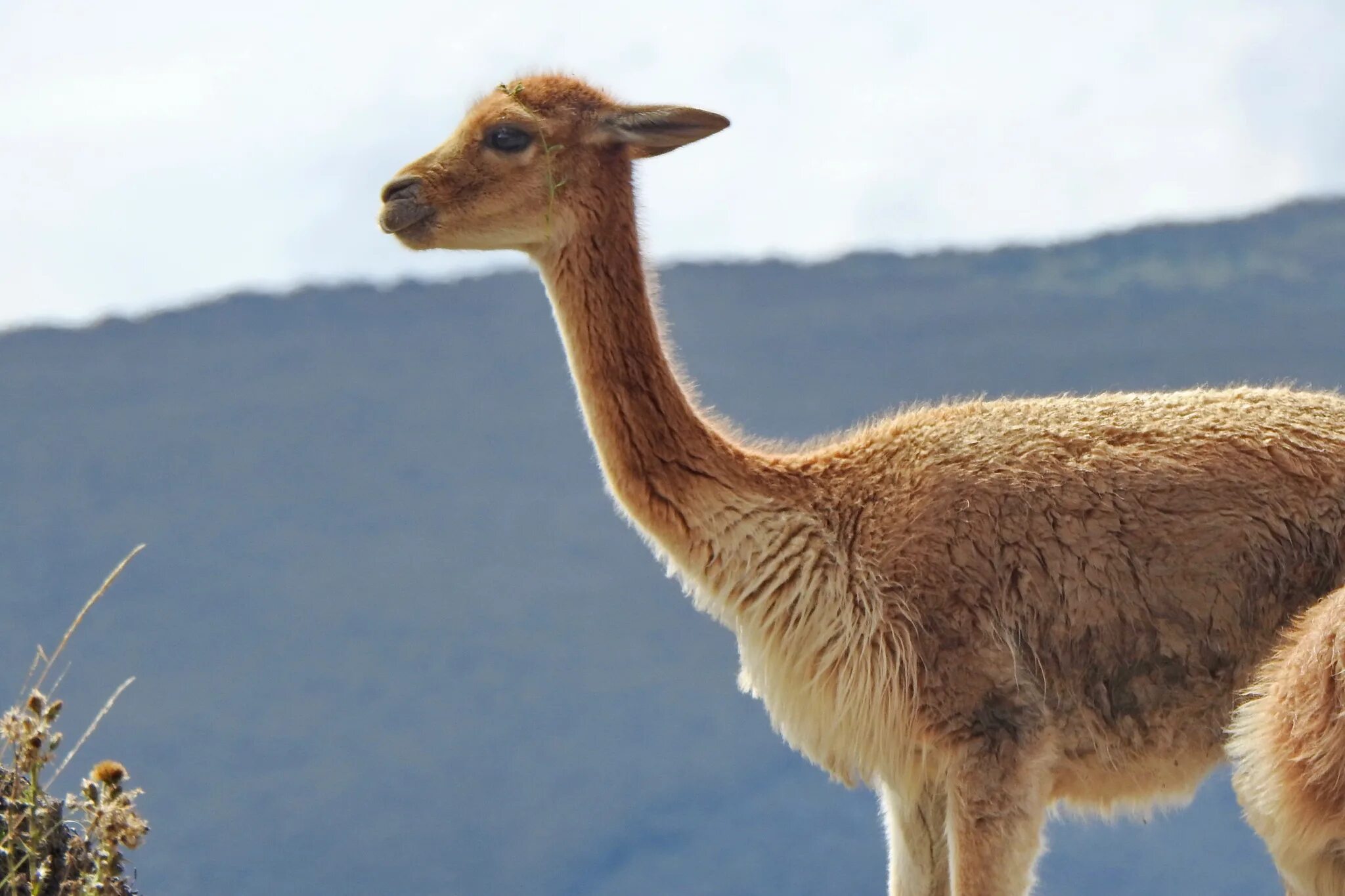 Wallpaper vicuna, animal, wildlife, blur hd, picture, image