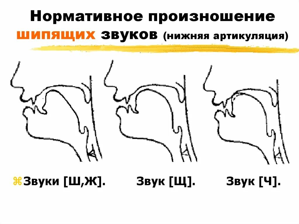 Как произносится ч. Артикуляционный профиль шипящих звуков. Логопедические профили шипящих звуков. Постановка звука шипящих звуков. Правильная артикуляция шипящих звуков.