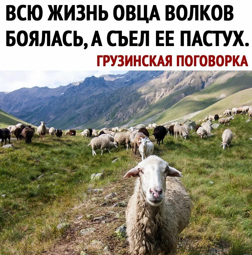 Всю жизнь овца волков. Всю жизнь овца Волков боялась а съел. Пастух с баранами. Пастух с овцами.