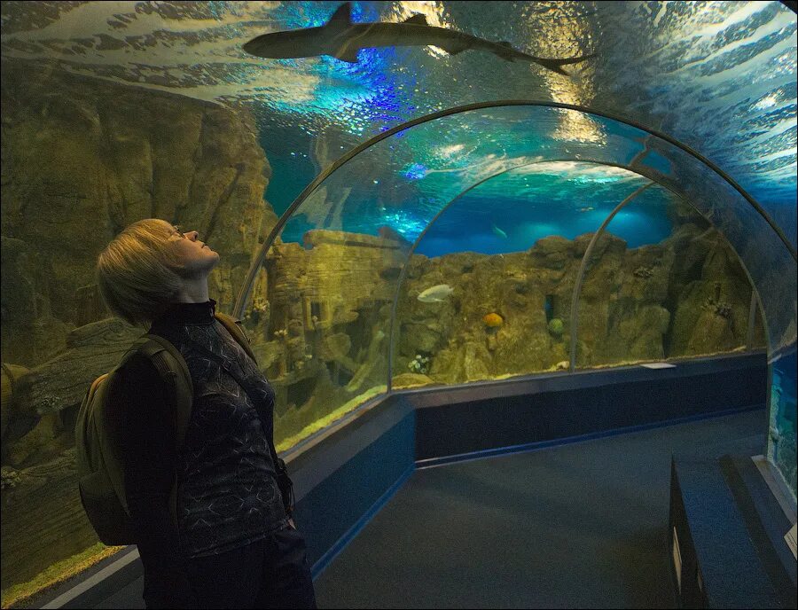 аквамир тюмень океанариум. океанариум тюмень наутилус. океанариум тюмень. океанариум музей москва. океанариум здание.