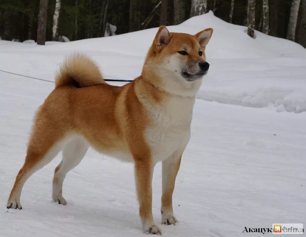 Собака похожая на лайку. Лайка сиба ину. Сиба ину и Карело-финская лайка. Лайка рыжая порода. Восточносибирская лайка рыжая.