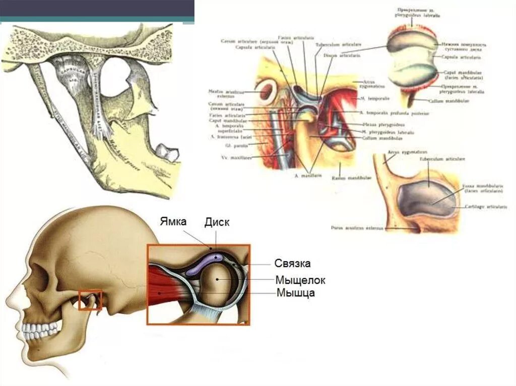 Нижнечелюстная ямка ВНЧС. Суставной мыщелок ВНЧС. Мыщелок височно нижнечелюстного сустава. Мыщелок челюсти