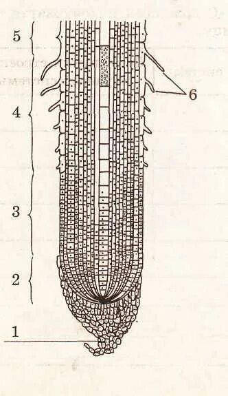 Корень 6 класс самостоятельная. Зоны корня 6 класс Пасечник. Зоны корня 6 класс биология Пасечник. Кончик корня. Строение кончика корня тыквы.